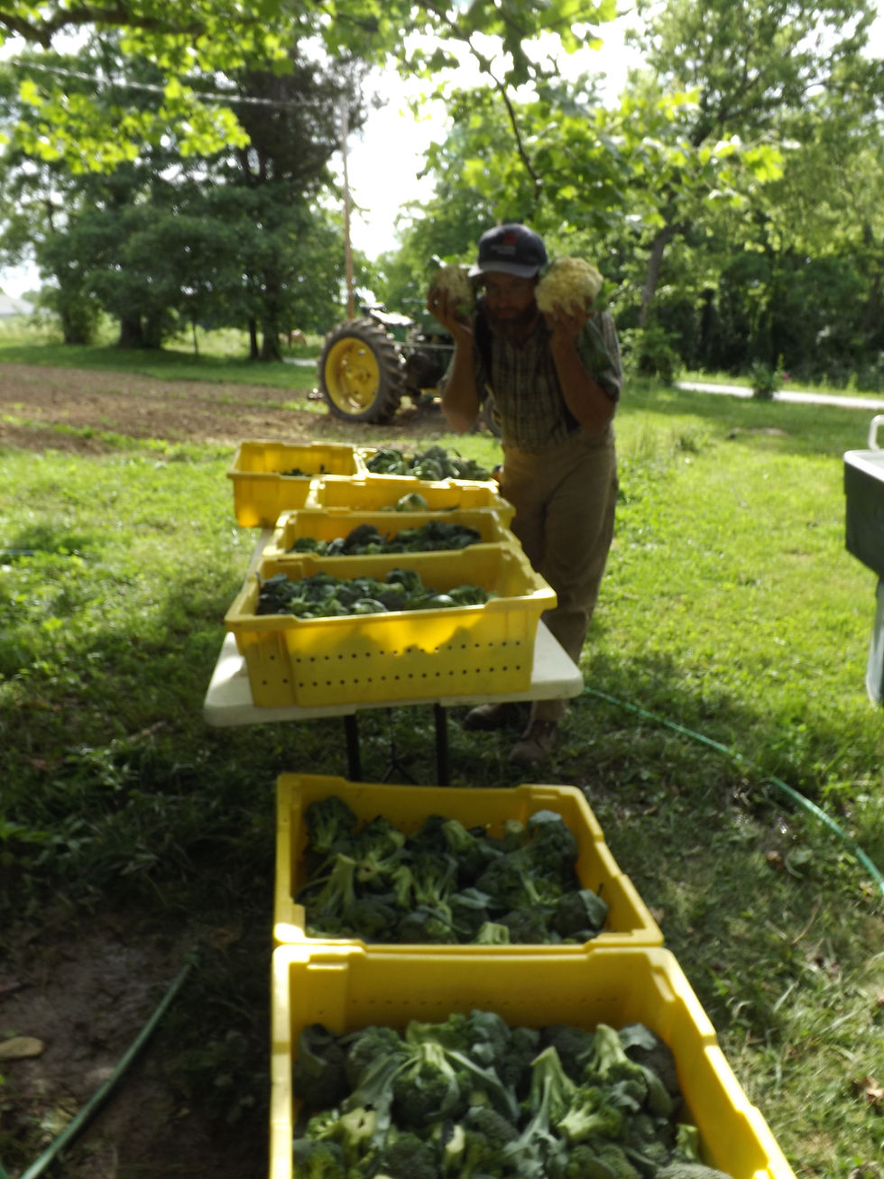 Thumbnail: CSA Share, Summer Produce (Cincinnati Only)
