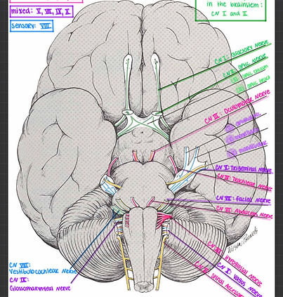 Cranial Nerves 4_edited.jpg