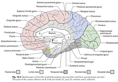Cortex Lobes 2 Neuroanatomy.jpg