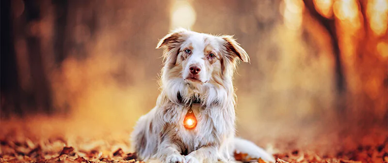 Orbiloc_Dog_Dual_Amber_Carabiner_Australian-Shepherds_Lying-down_sleepherds-800x337.jpg.we