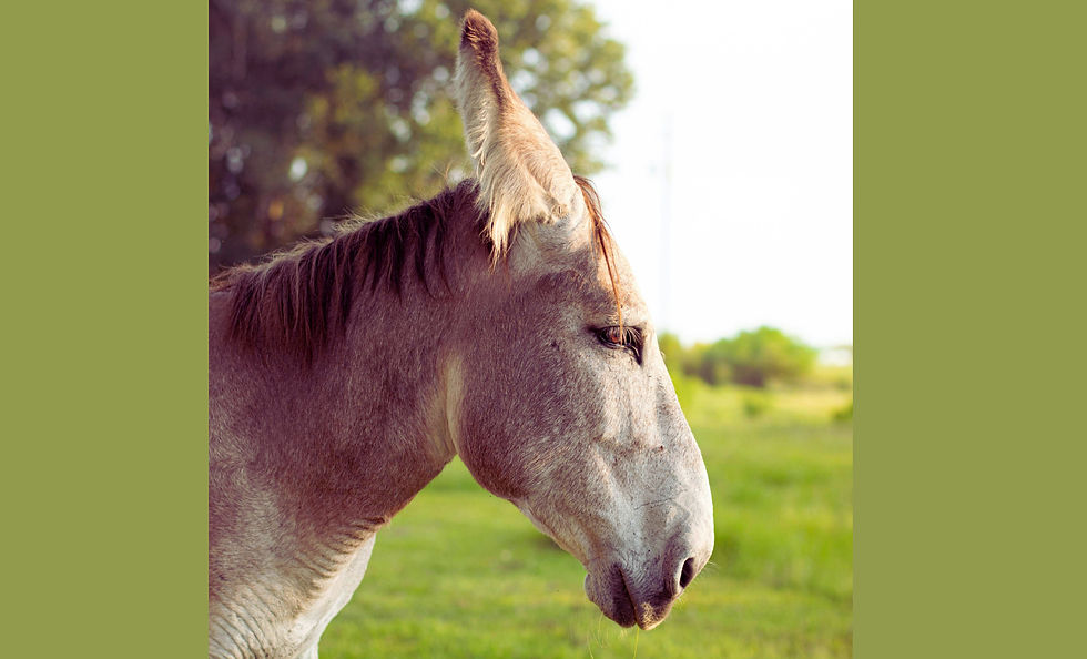 Photograph of a Mule