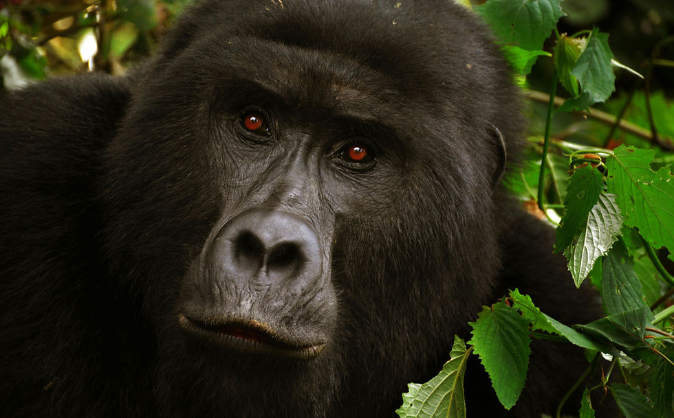 Image of a Gorilla highlighting the history of evolution
