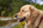 The "Dog Days" Have Nothing to Do With Panting Dogs