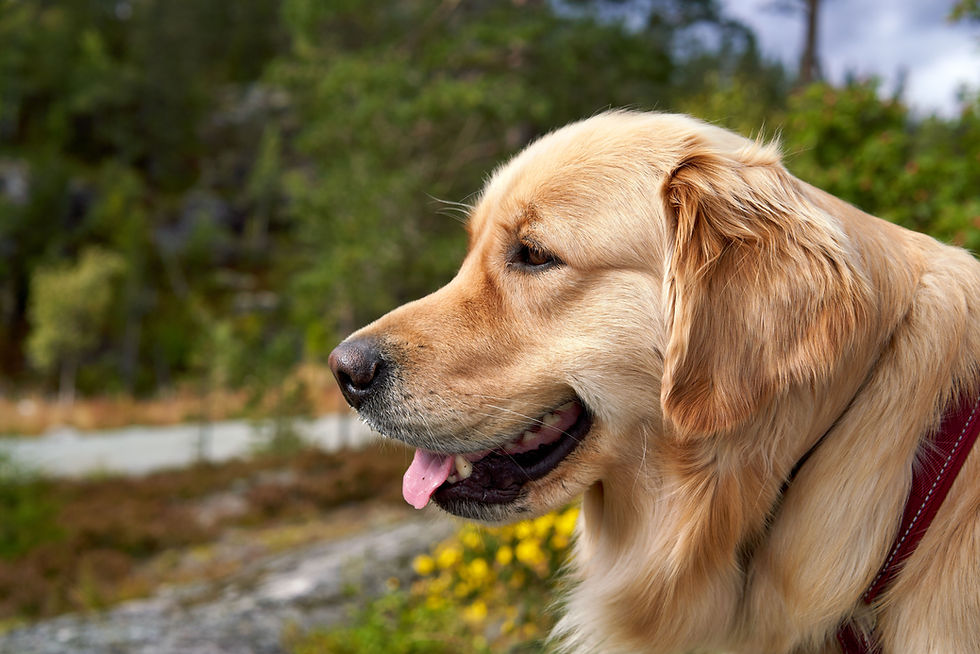 The "Dog Days" Have Nothing to Do With Panting Dogs