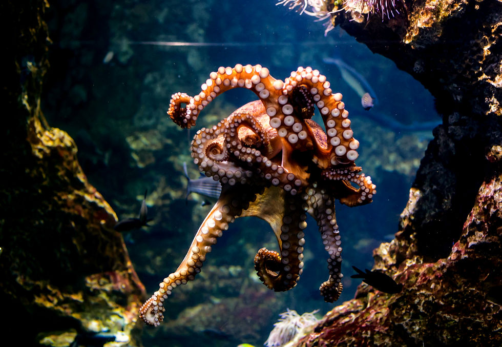 Image of an octopus underwater