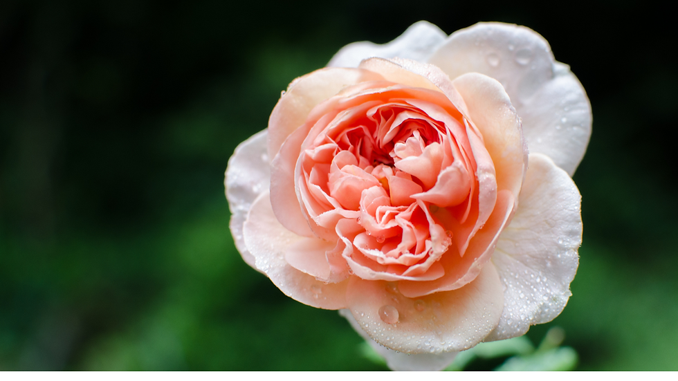 Image of peony flower in bloom to illustrate nature