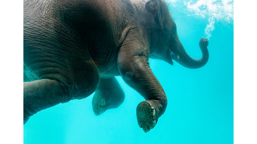 Photograph of an Elephant Swimming