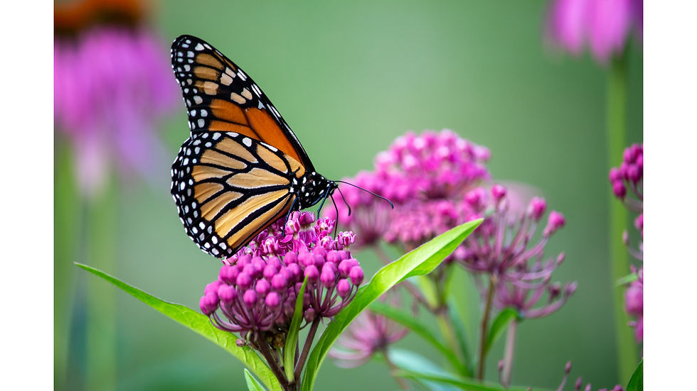Photograph of Butterfly on Plant