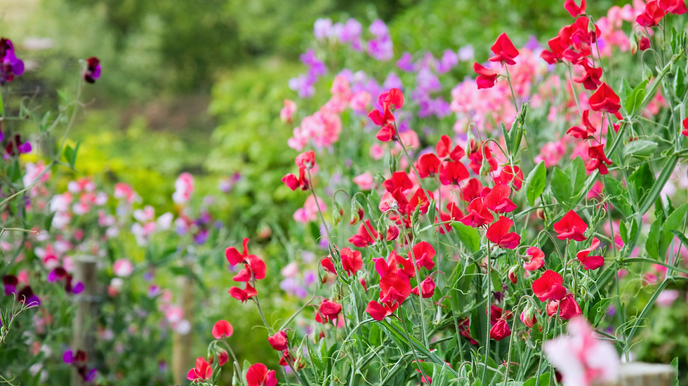 Photograph of colorful climbing sweet peas