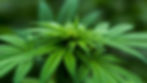 Photograph of Cannabis