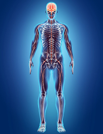 nervous-system.jpg