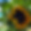 Thumbnail: hopi black dye sunflower