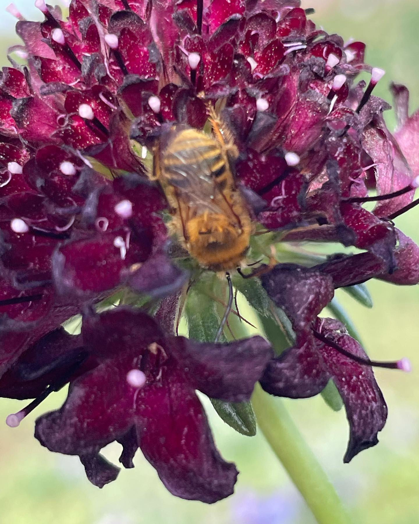 Black Knight Scabiosa seed