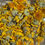 Thumbnail: dyer's chamomile