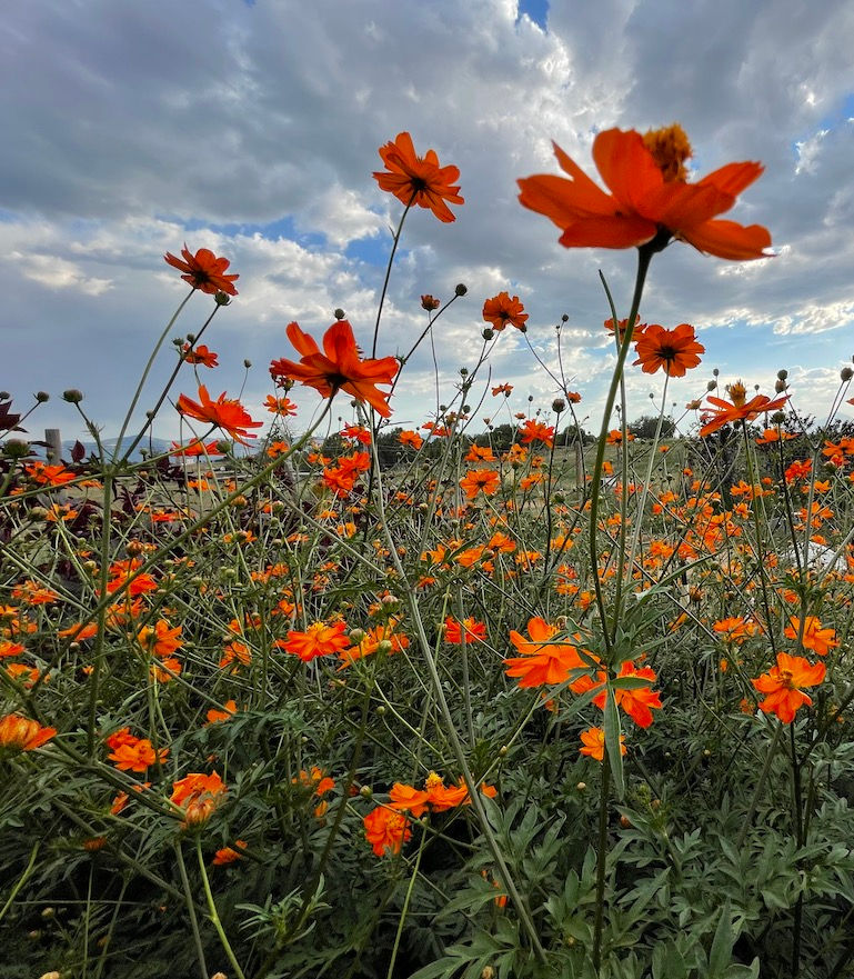 Thumbnail: sulfur cosmos