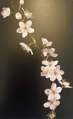 6cherry