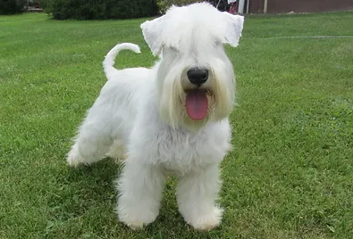 platinum schnauzer