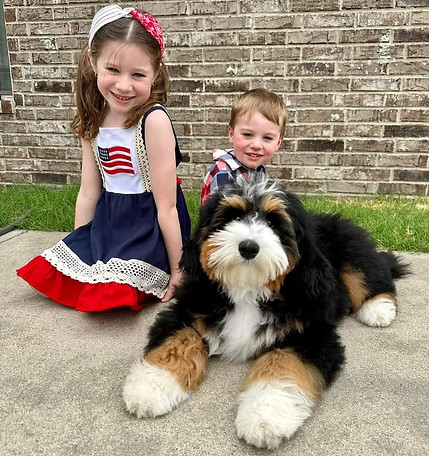 Australian Bernedoodle