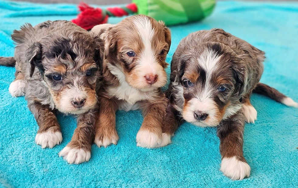 20250227_113816 (1) (1)_edited