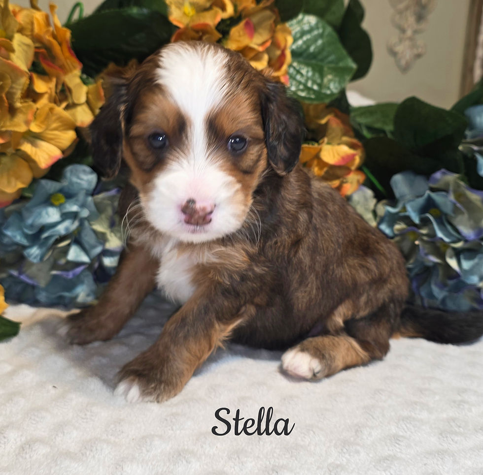 Stella