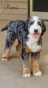 Remi Multigen Bernedoodle.png
