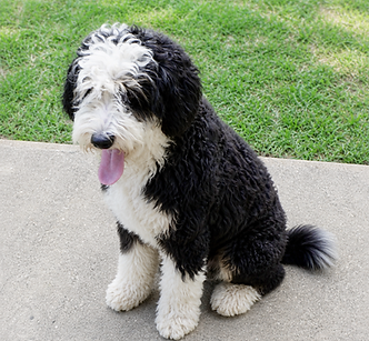 Criss Cross My Doodle Reese Mini Bernedoodle