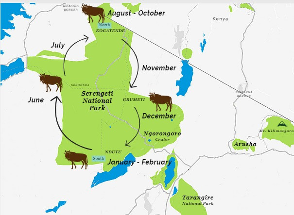 Wildebeest Migration Chart
