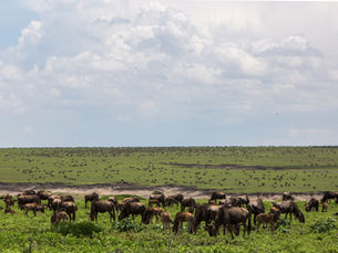 Wildebeest Migration in Serengeti - Trip Quest