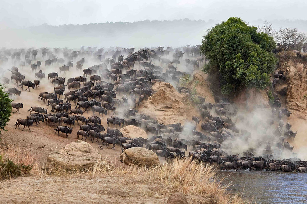 Wildebeest crossing the Mara River during the Great Migration
