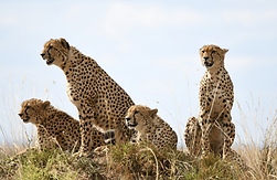 Kenya Safari | Trip Quest