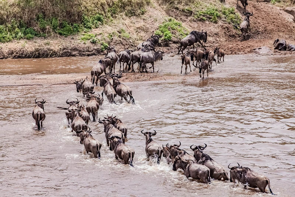 Wildebeest Migration_Kenya_High Season_Trip Quest Safaris