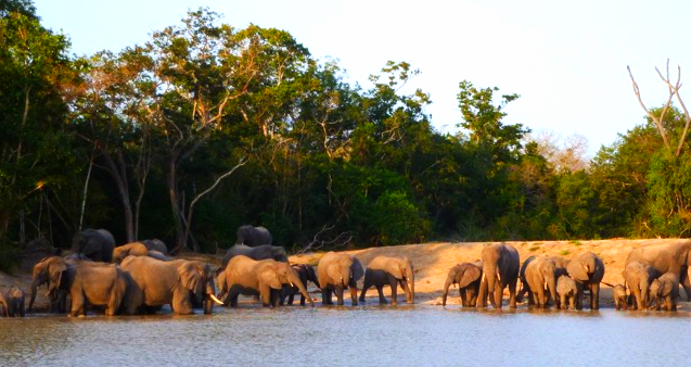 Safari at Saadani park (1h30 driving)