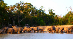 Safari at Saadani park (1h30 driving)