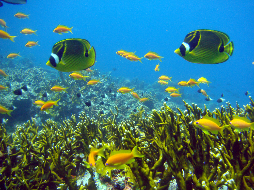 Corals Maziwe island