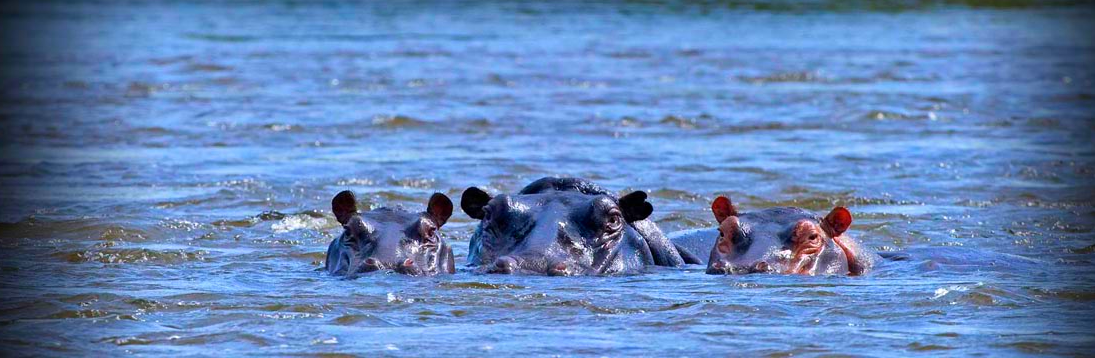 Hippos in Saadani park