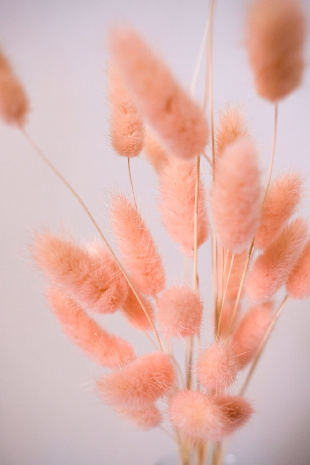 Phalaris