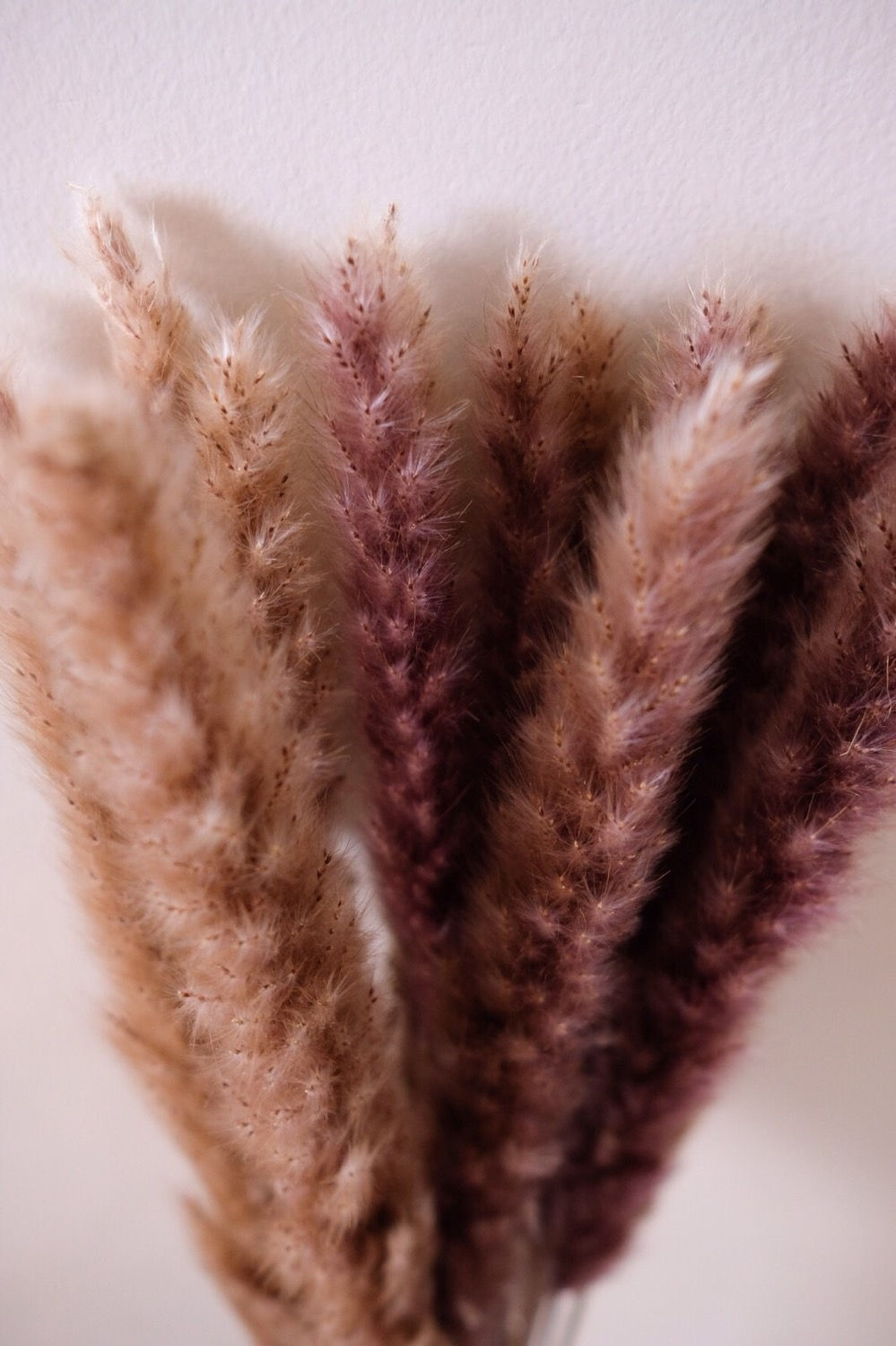Pampas