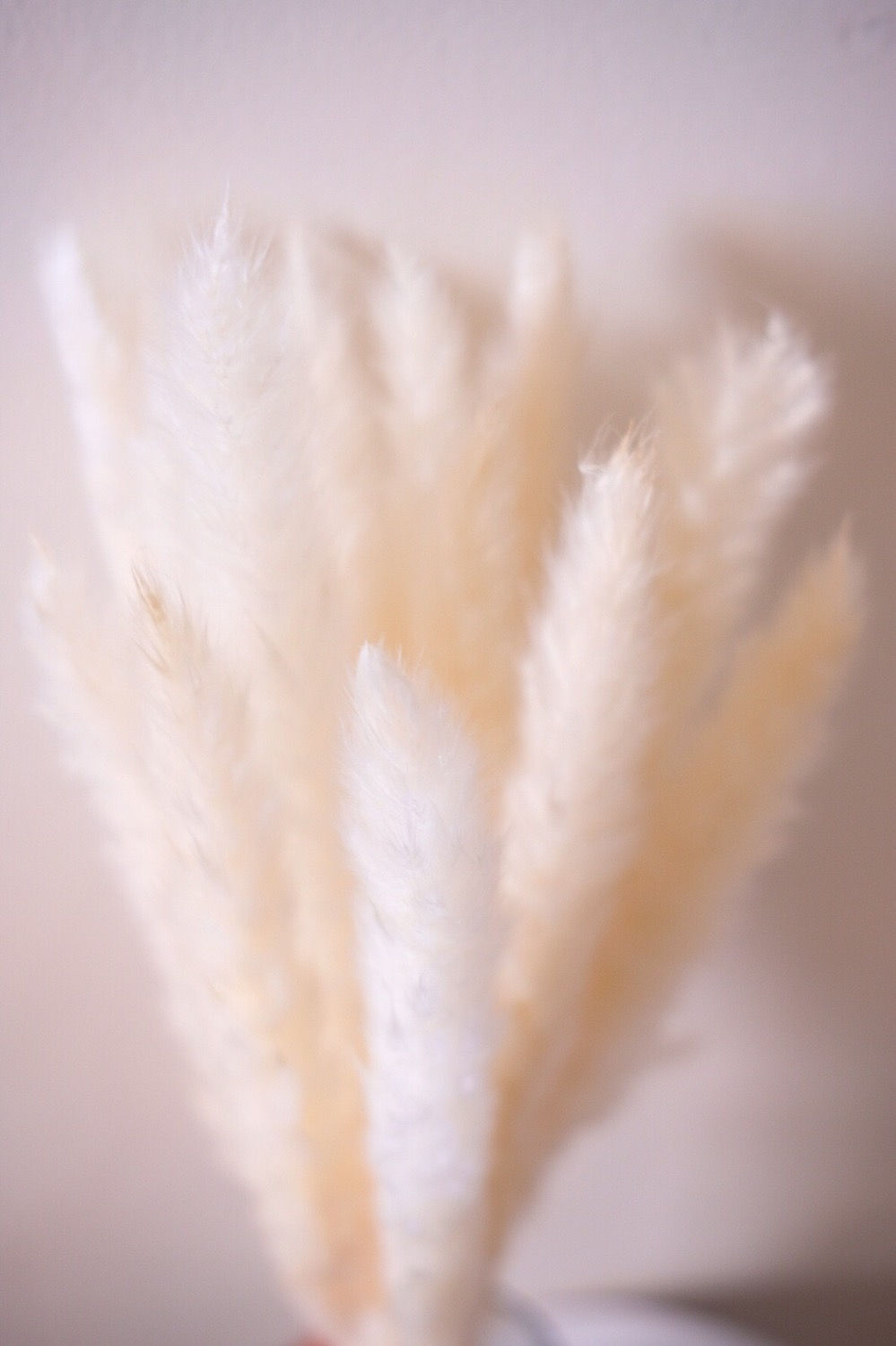 Pampas