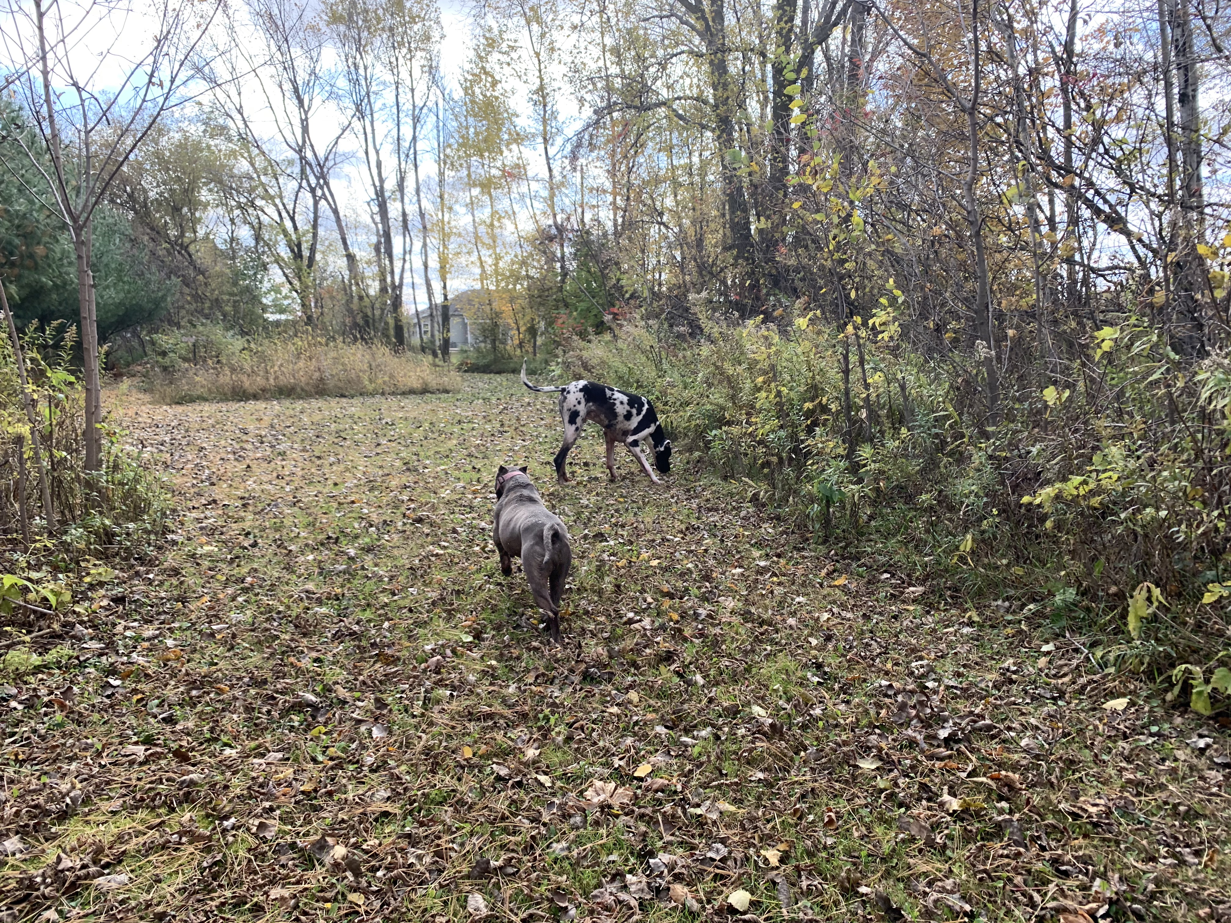 Dog Training Majors Academy Wisconsin Dog Training United States