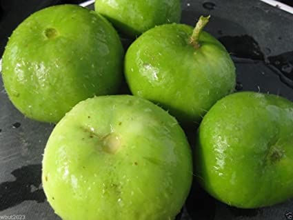 Thumbnail: Apple Gourd: 500 gram