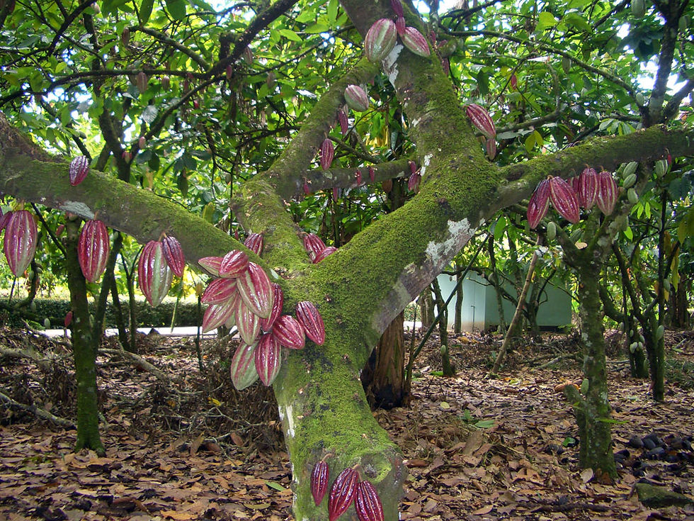 cacao7