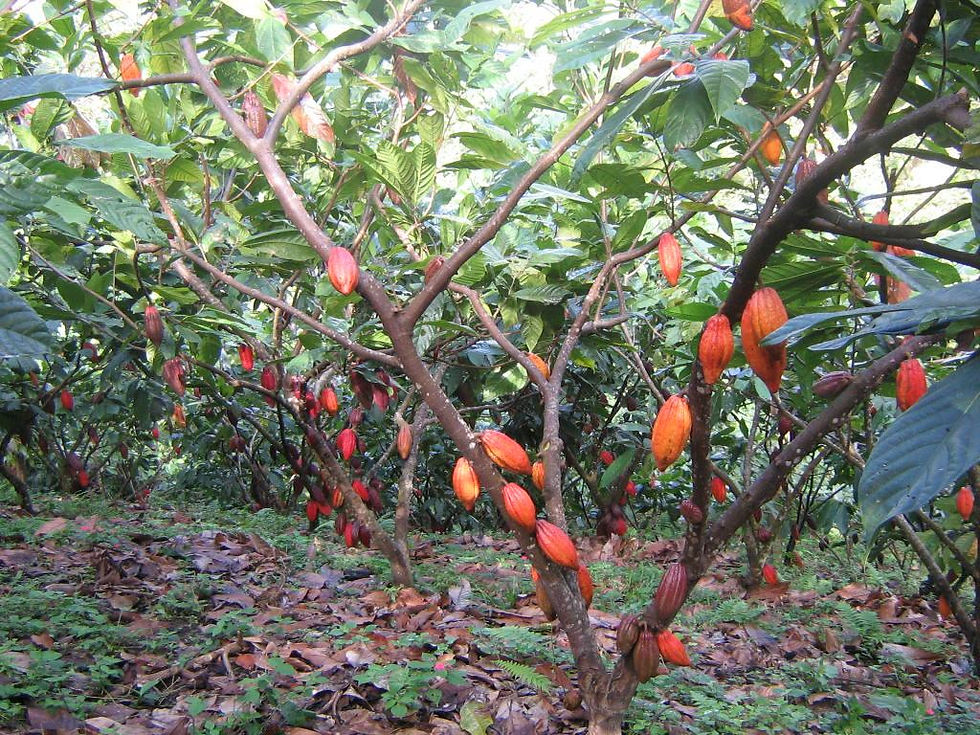 cacao5