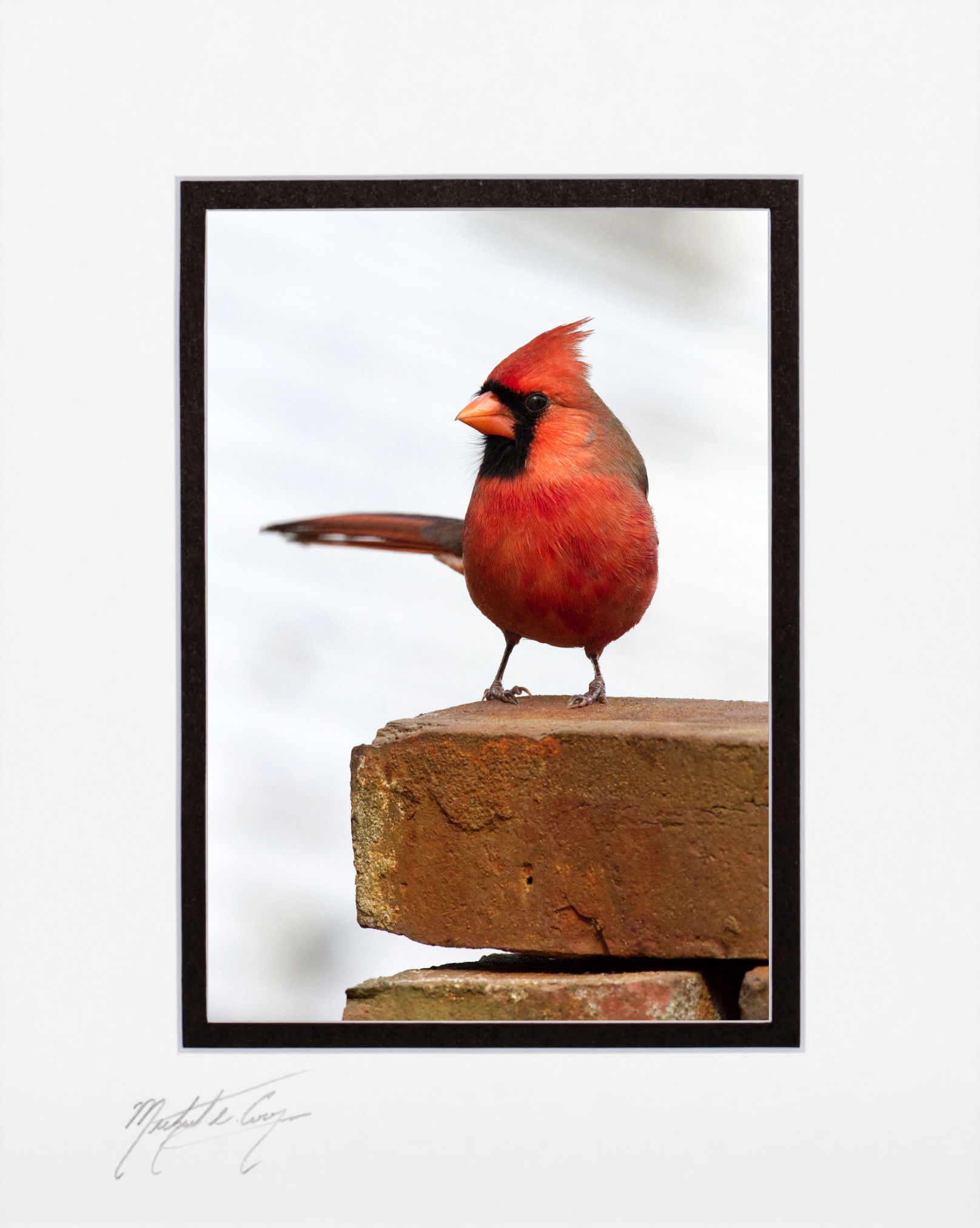 Male Cardinal, 5x7 Print matted to 8x10