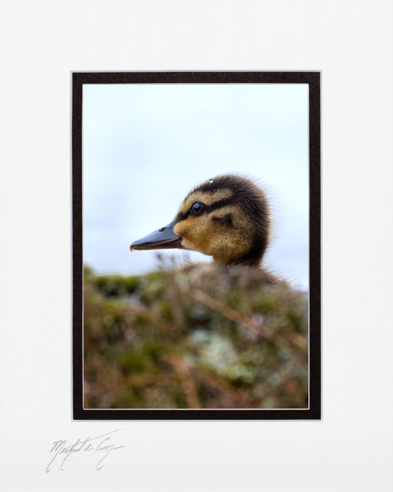 Duckling, 5x7 matted to 8x10
