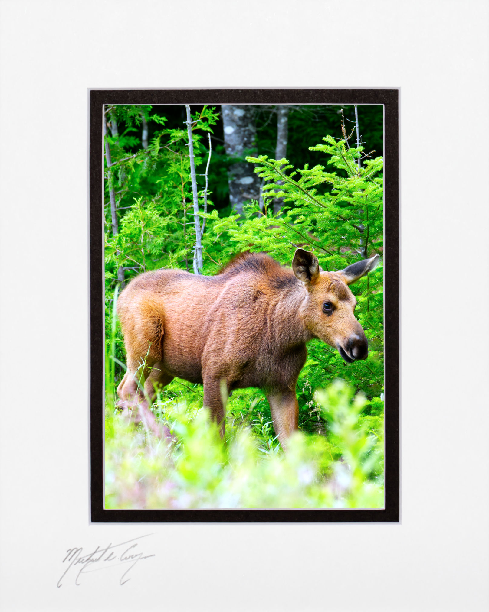 Moose calf, Brownville, Maine, 5x7 matted to 8x10