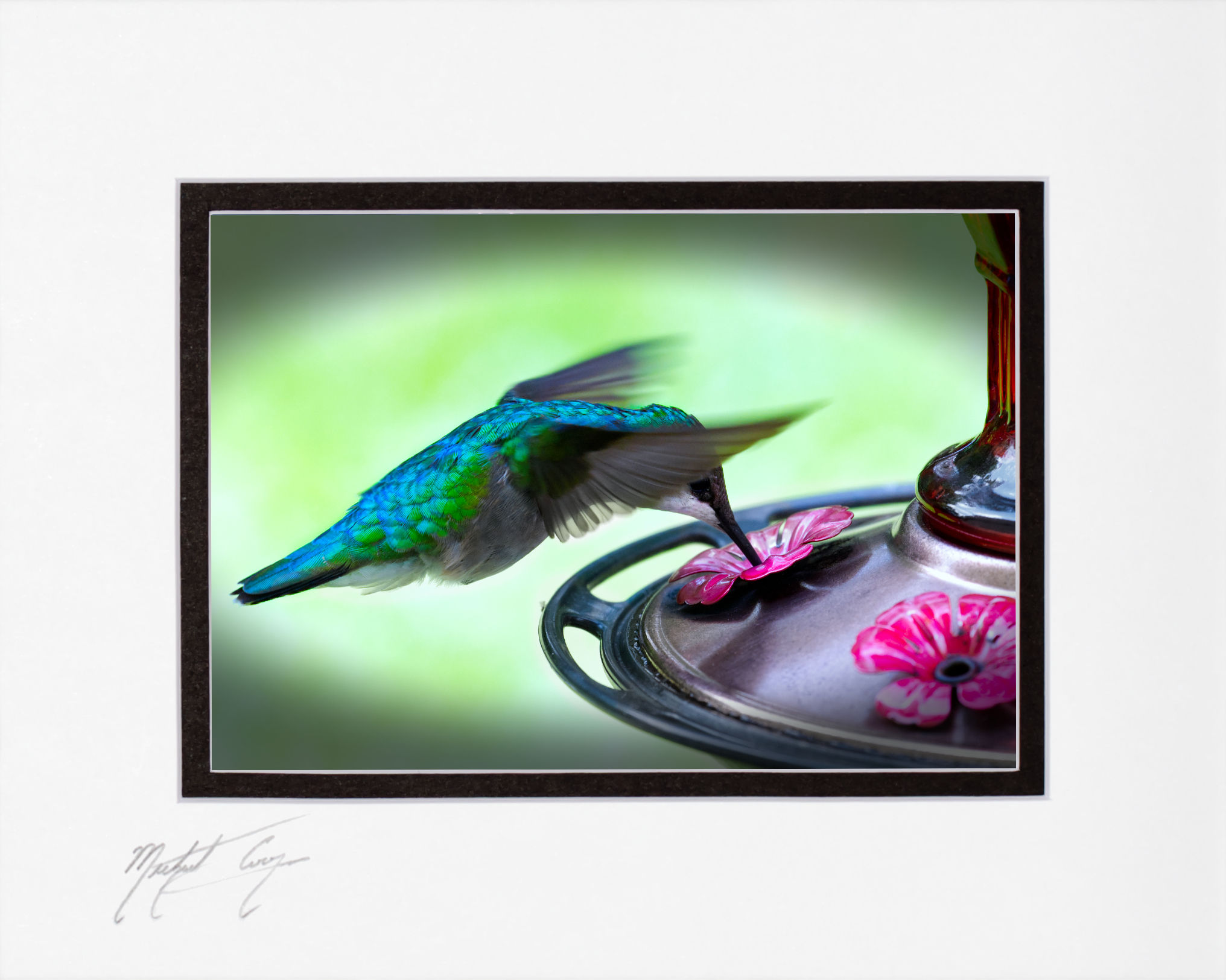 Ruby-throated Hummingbird, Maine, 5x7 matted to 8x10