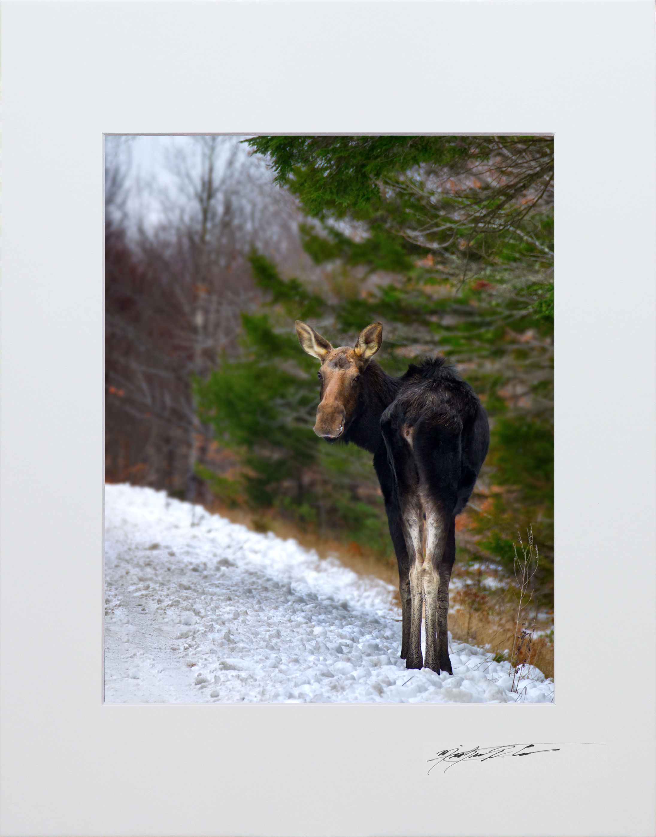 Moose, Brownville, Maine, 8x10 matted to 11x14