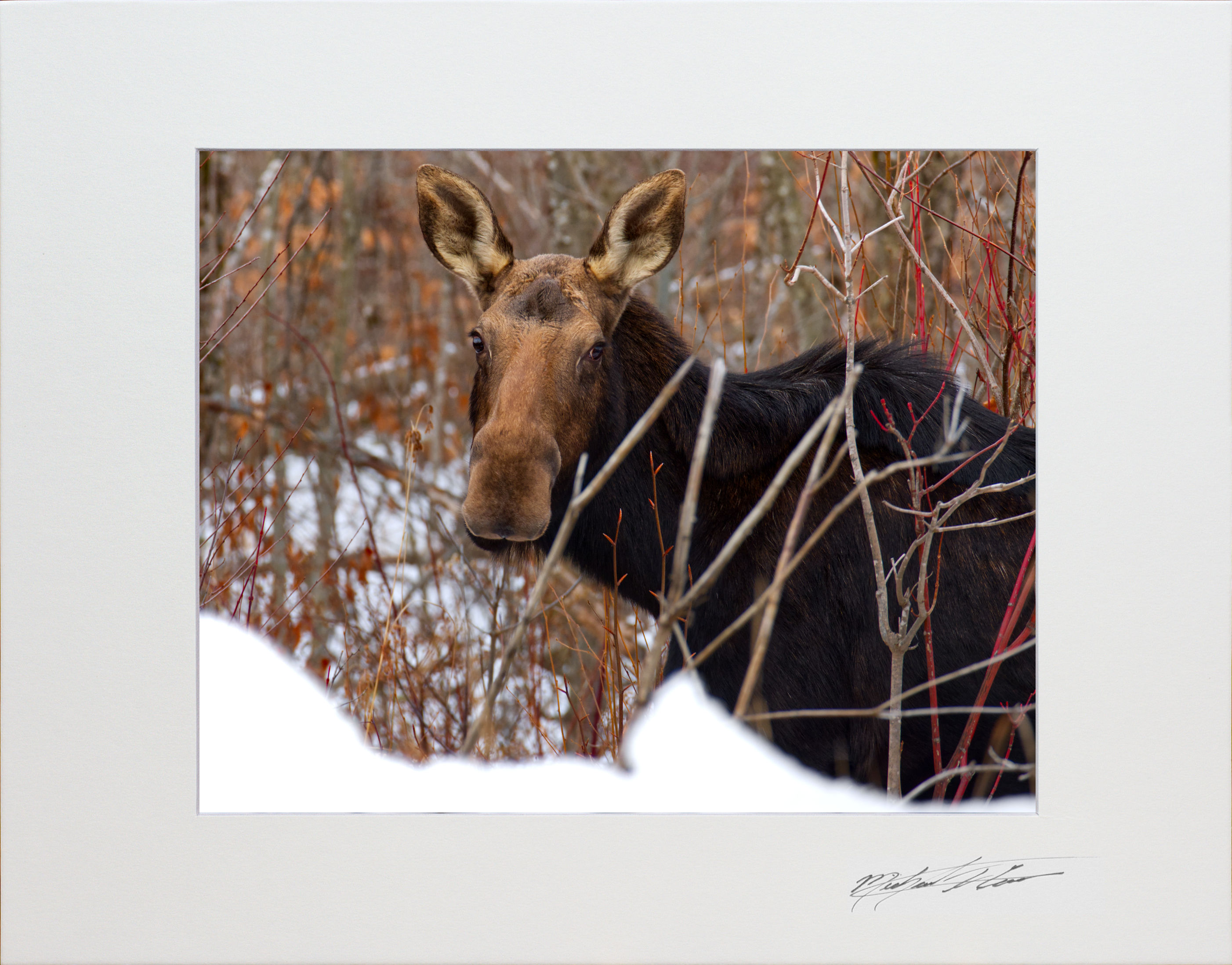 Moose, Brownville, Maine, 8x10 matted to 11x14