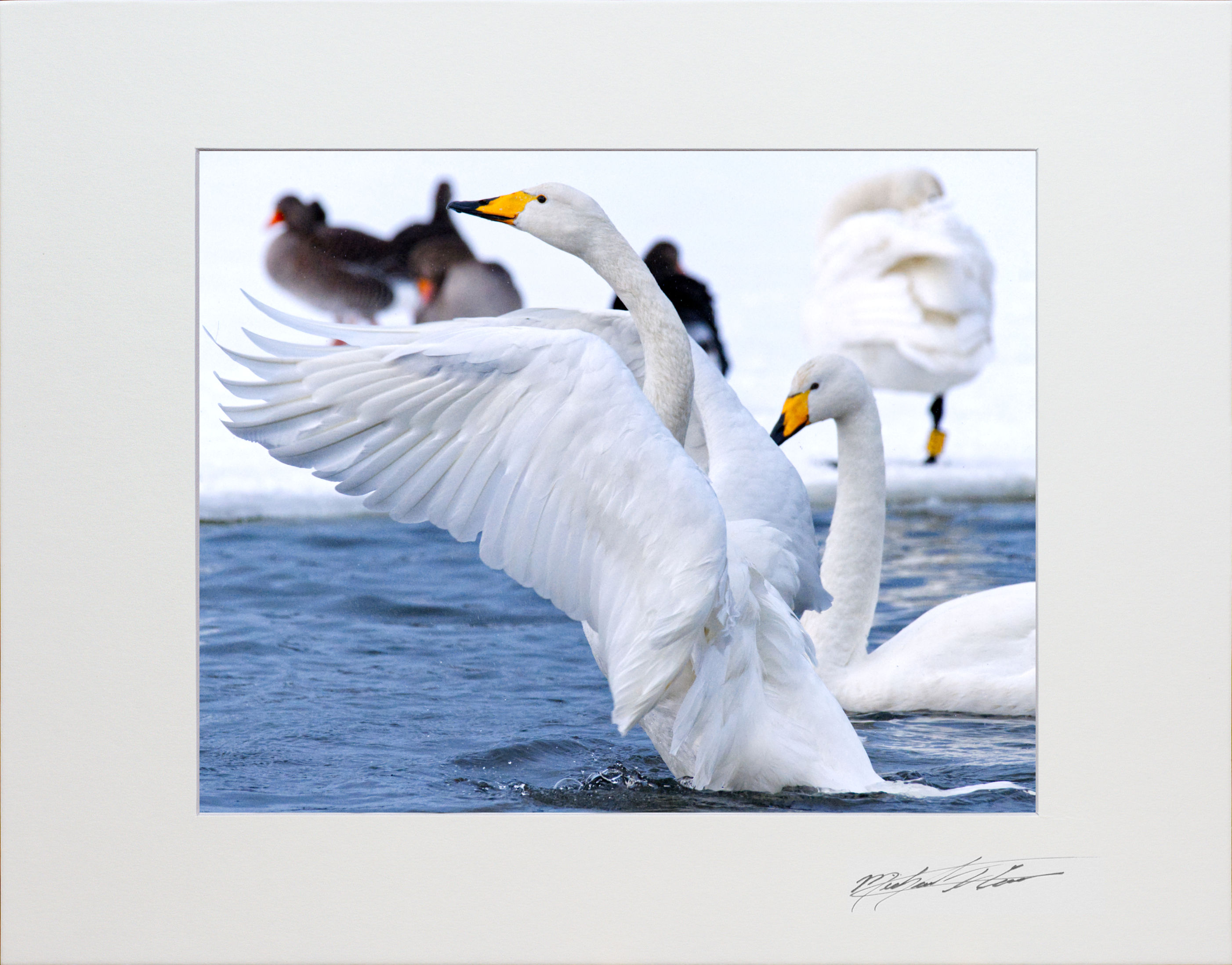 Whooper Swan, Reykjavik, Iceland, 8x10 matted to 11x14