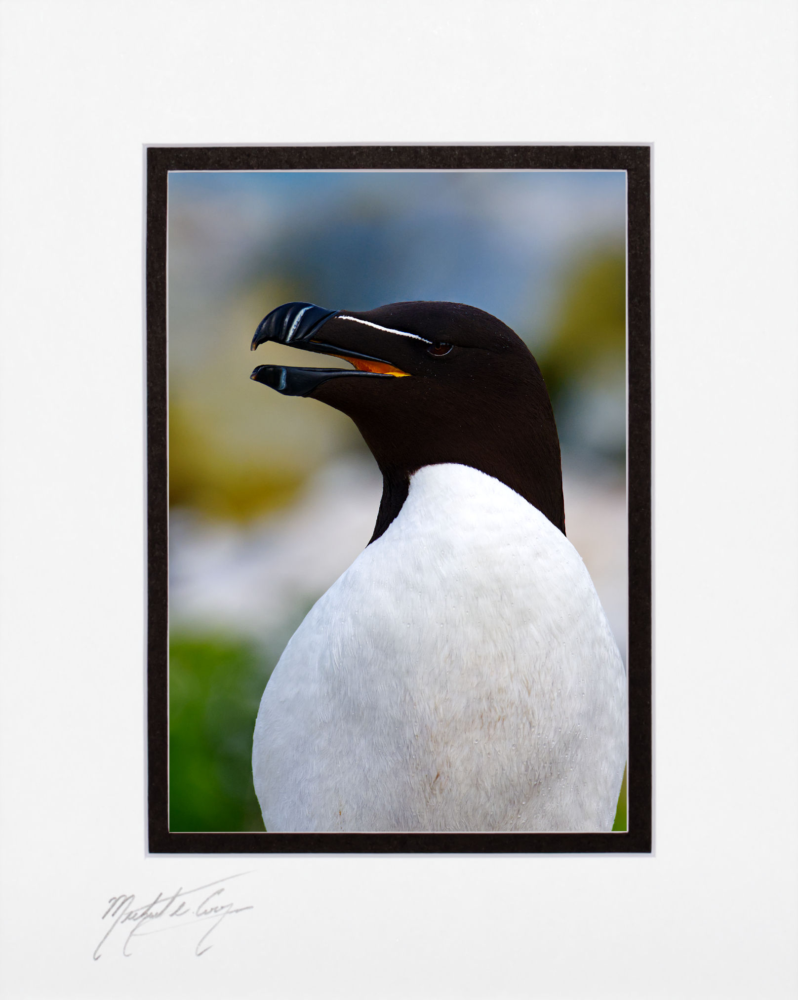 Razorbill, Maine, 5x7 matted to 8x10